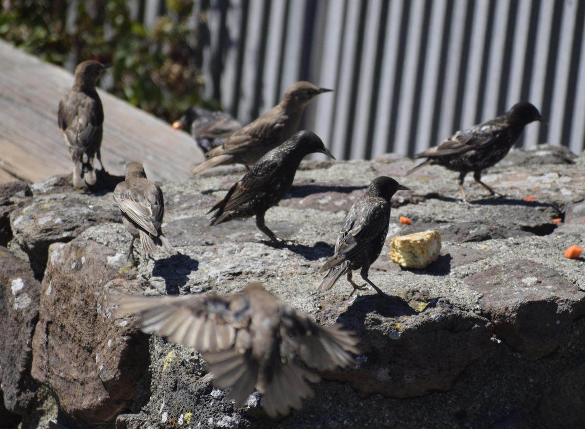 European Starling - ML646060543