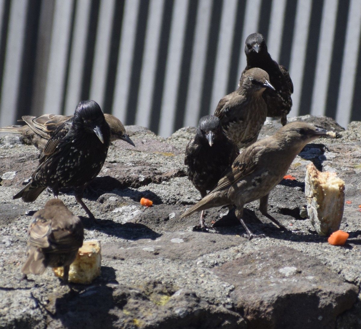 European Starling - ML646060544