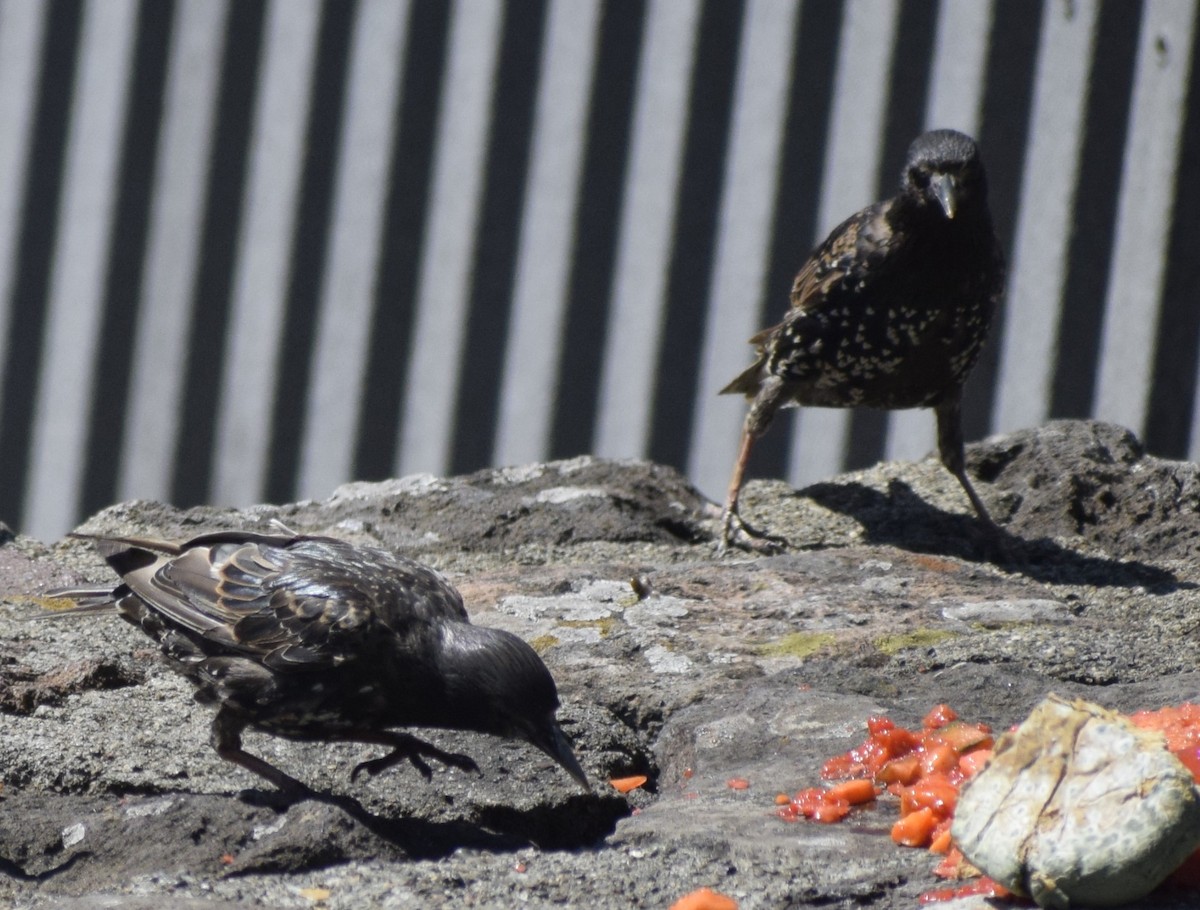 European Starling - ML646060545