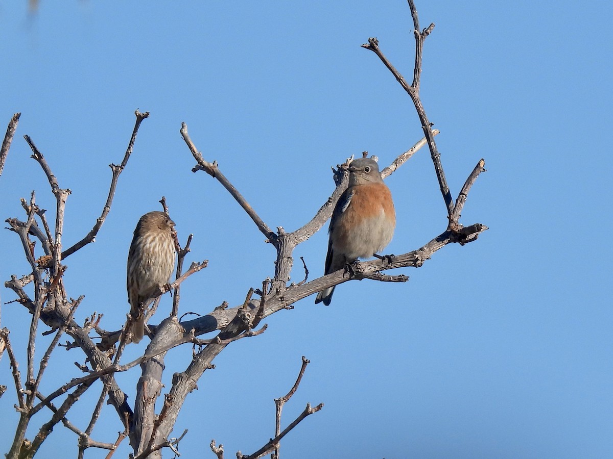 Western Bluebird - ML646060546