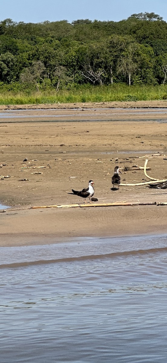 Африканский водорез - ML646060556