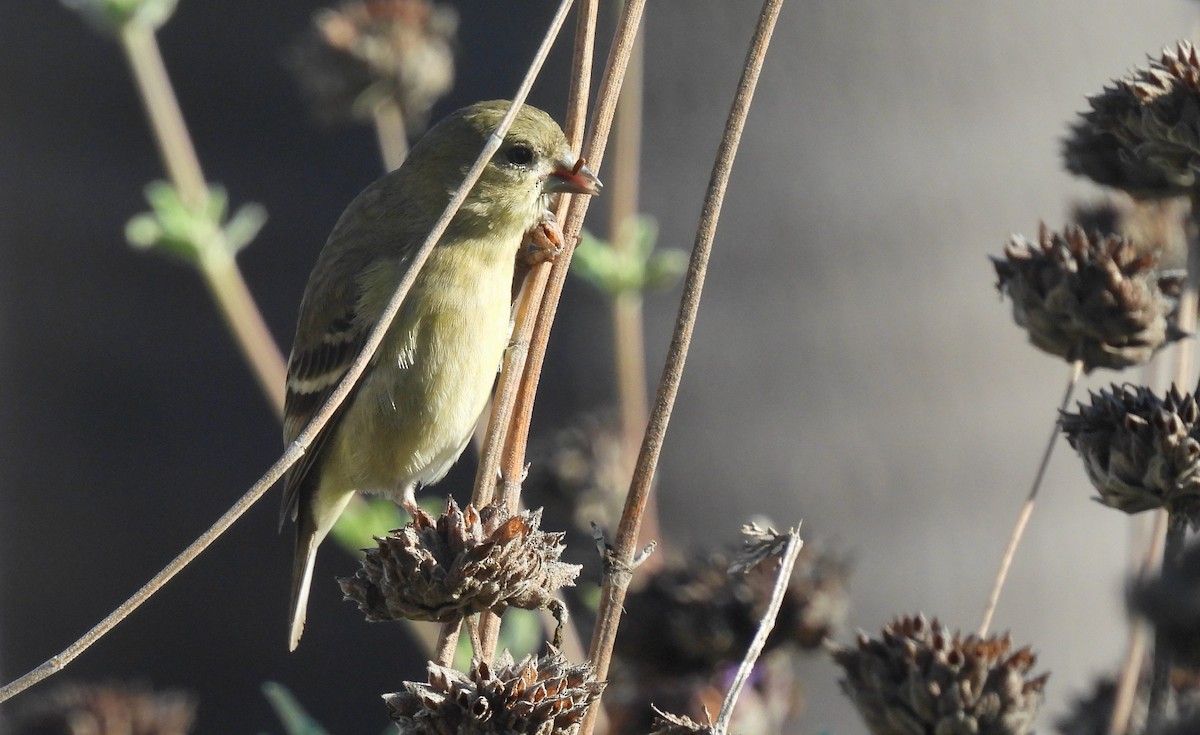 Lesser Goldfinch - ML646060558