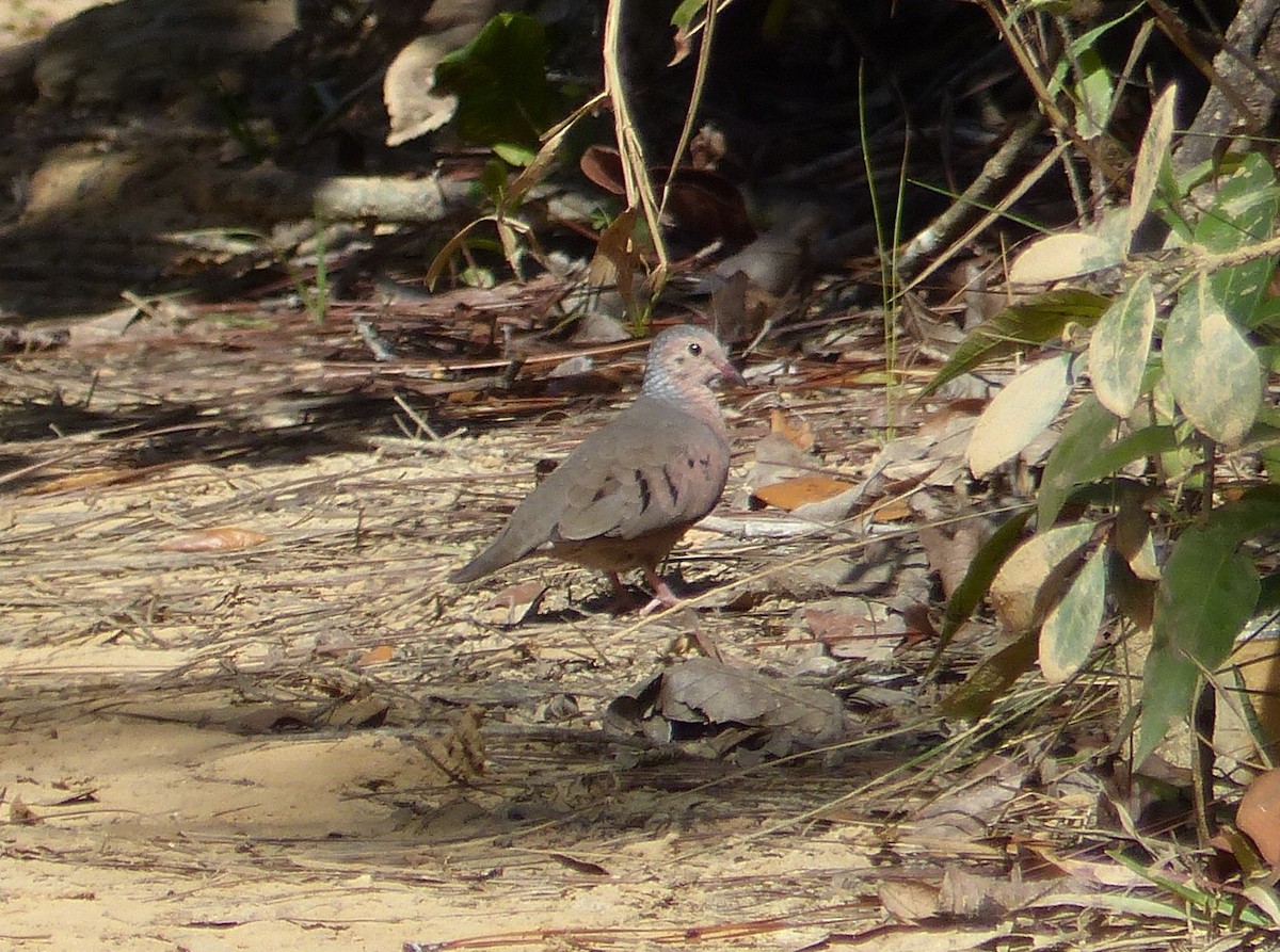 Common Ground Dove - ML646060561