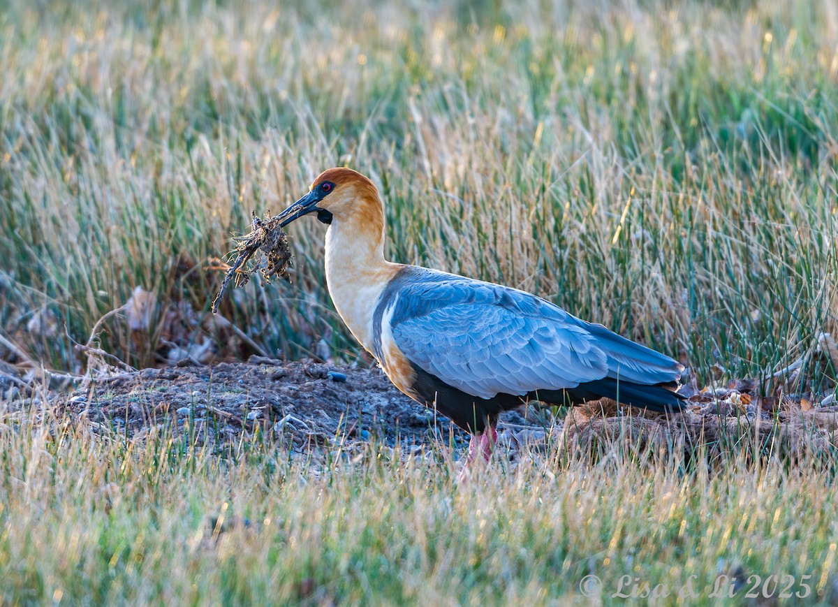 Black-faced Ibis - ML646060563