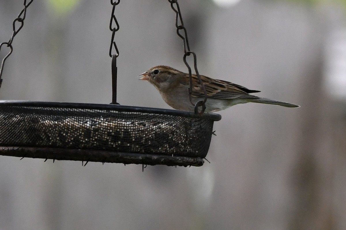 Карнатка білоброва - ML646060566