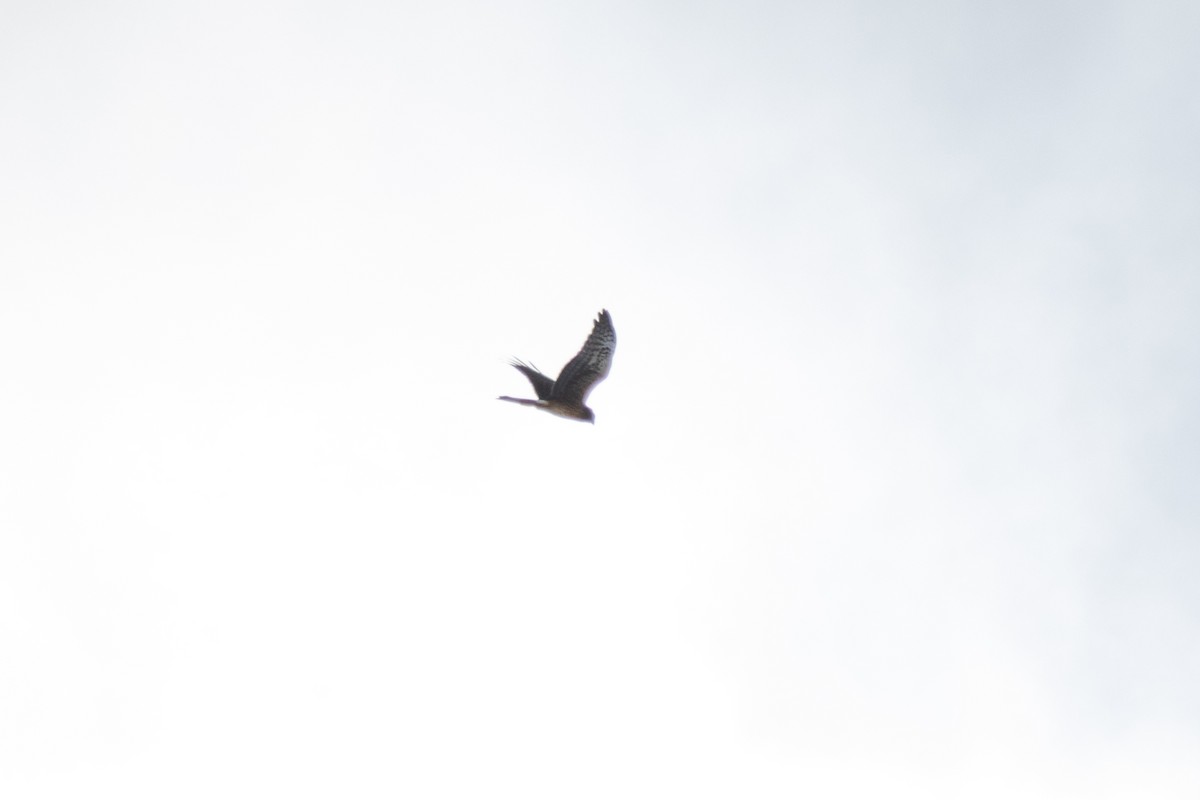 アメリカハイイロチュウヒ - ML646060570