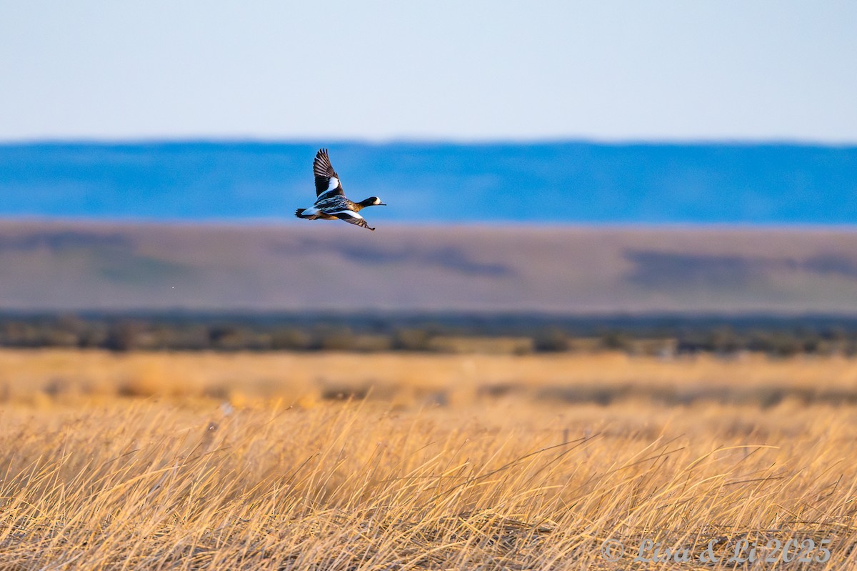 Chiloe Wigeon - ML646060571