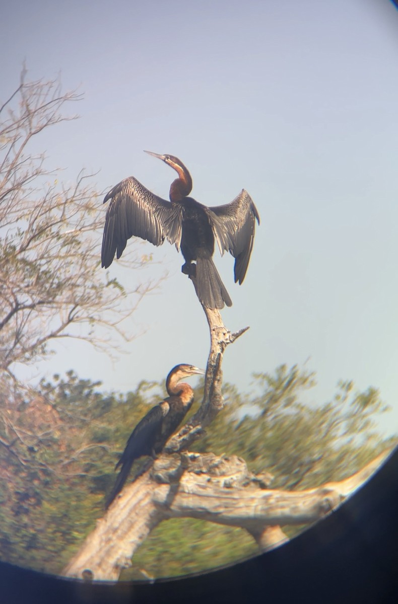African Darter - ML646060575