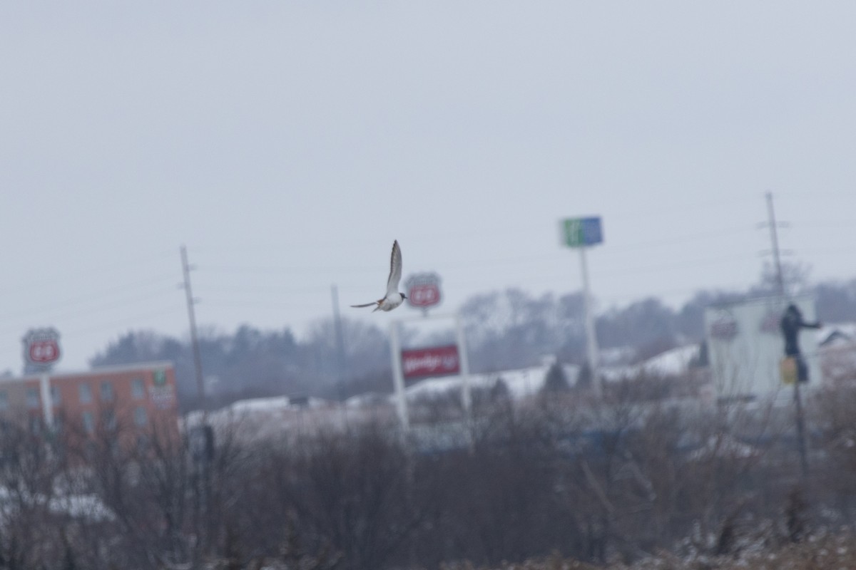 フタオビチドリ - ML646060582