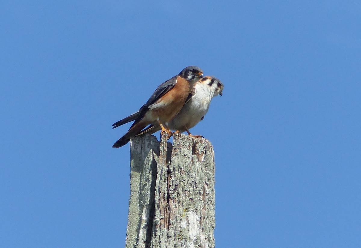 American Kestrel - ML646060585