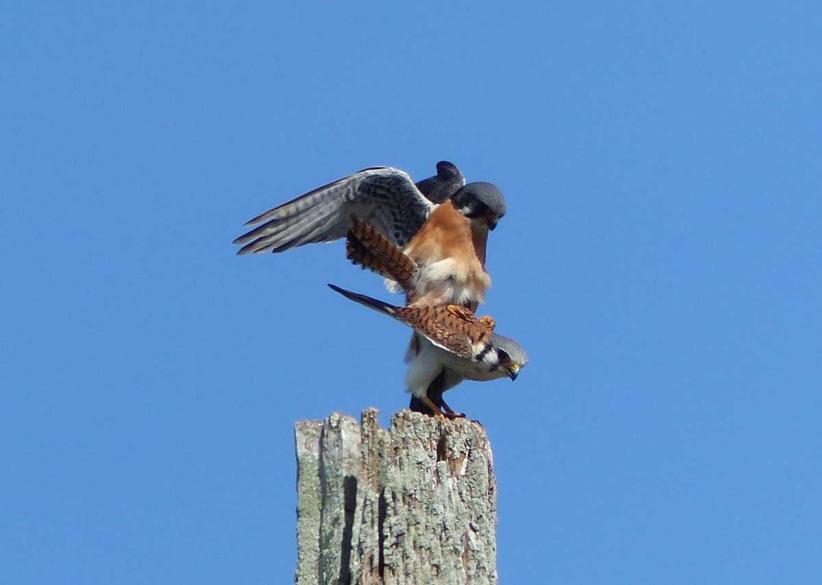 American Kestrel - ML646060586