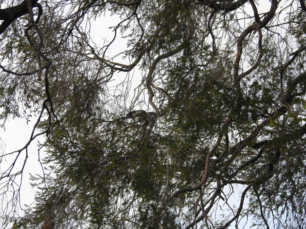 Серая флейтовая птица - ML646060587