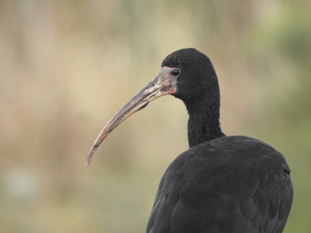 Bare-faced Ibis - ML646060588