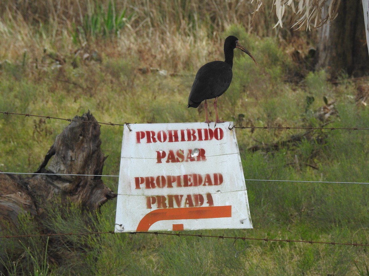Bare-faced Ibis - ML646060589