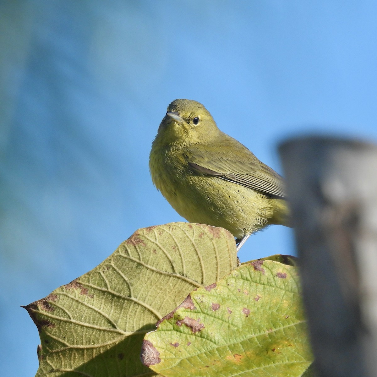Orange-crowned Warbler - ML646060590