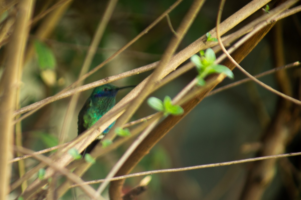 fiolørekolibri - ML646060592