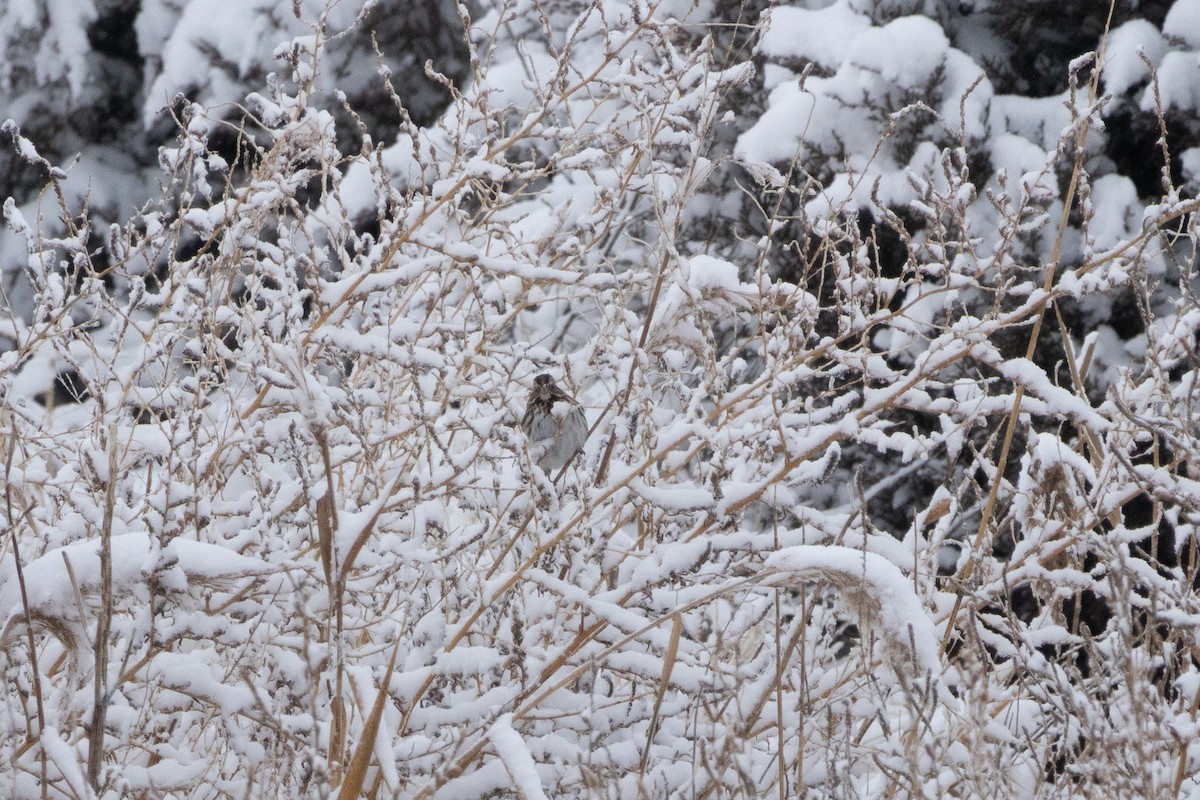 Певчая овсянка - ML646060594