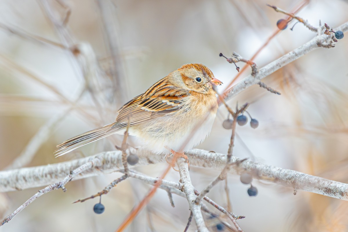 Field Sparrow - ML646060596