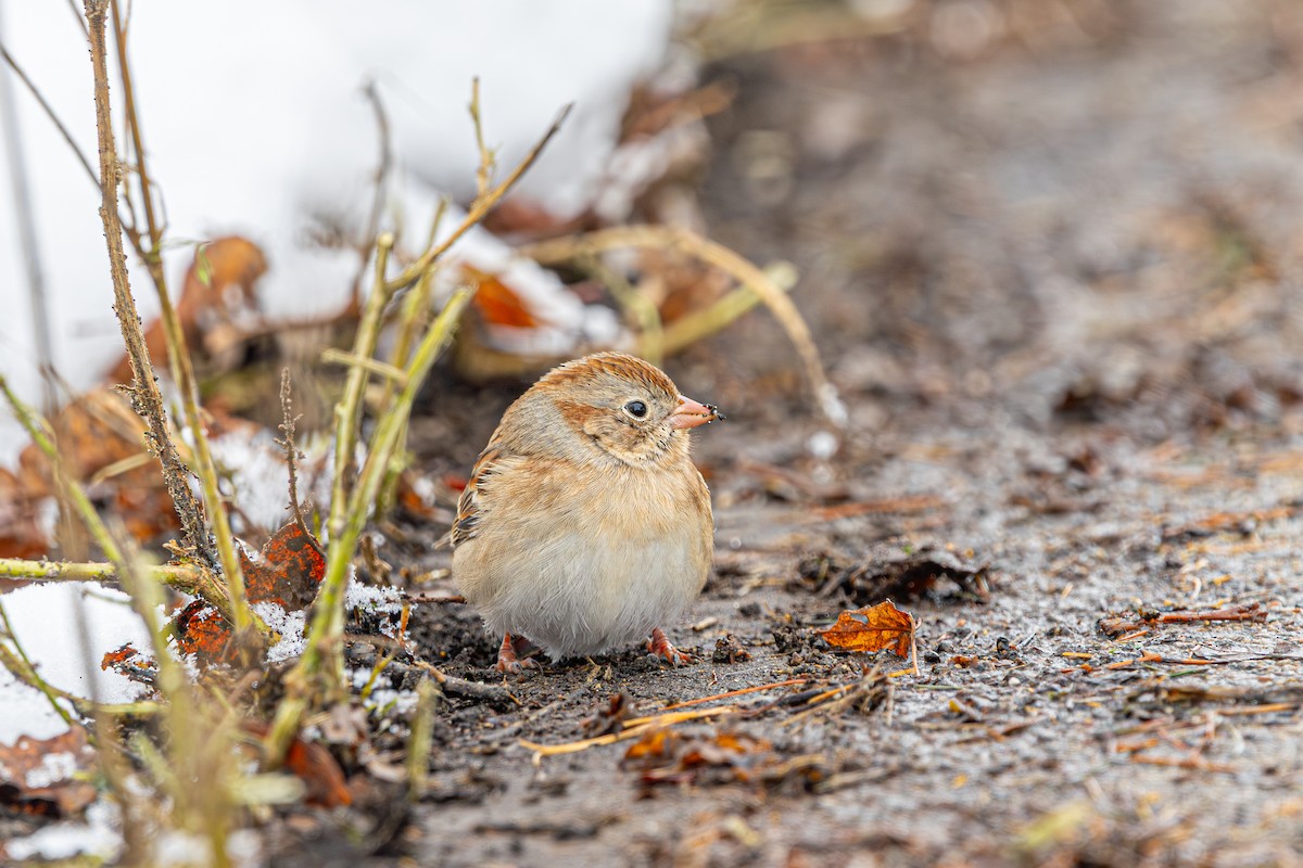 Field Sparrow - ML646060597