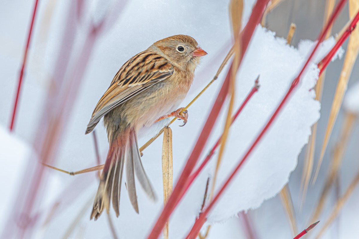 Field Sparrow - ML646060598