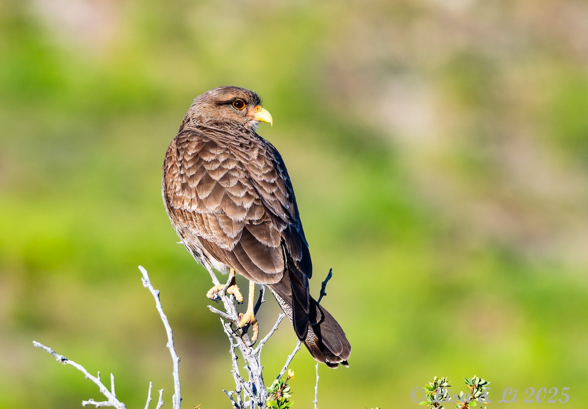 Химанго - ML646060599