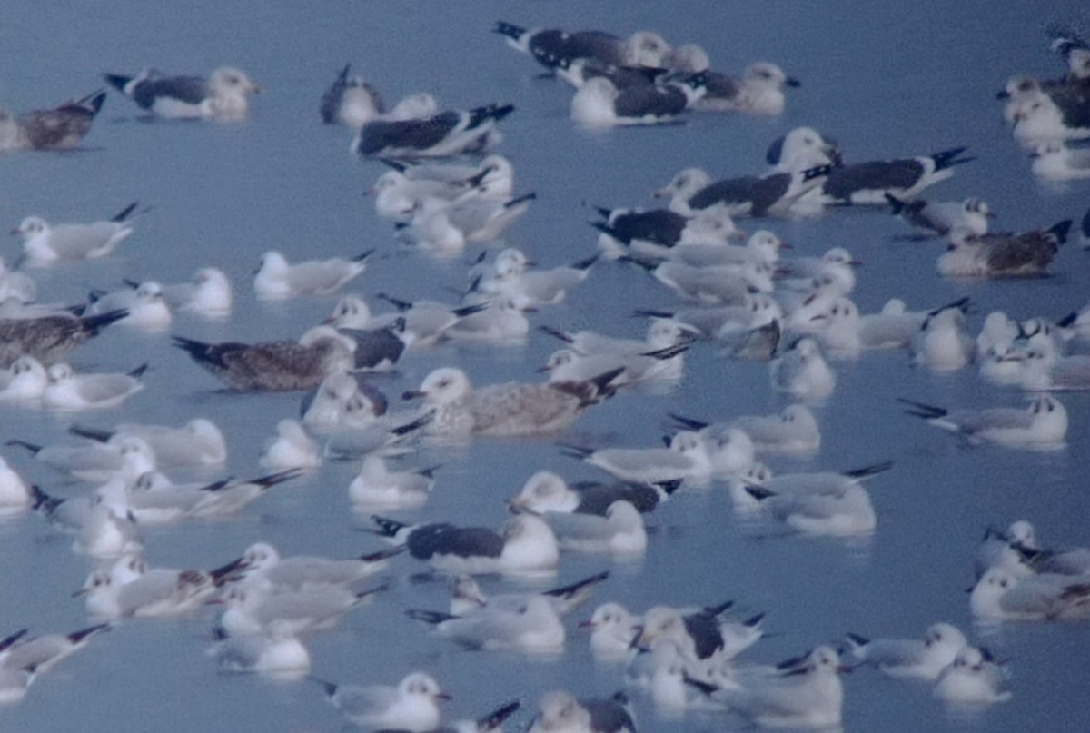 Caspian Gull - ML646060602