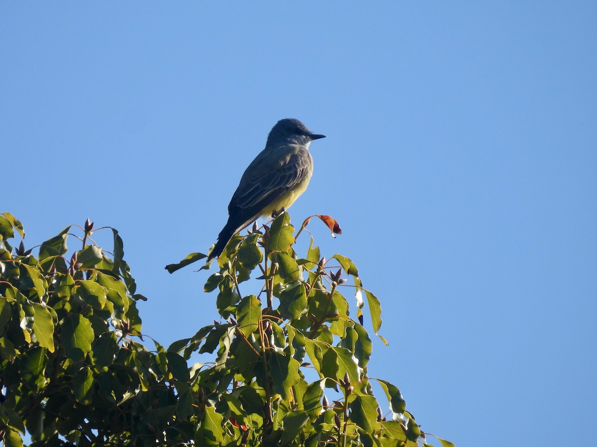 Серогрудый тиранн - ML646060603