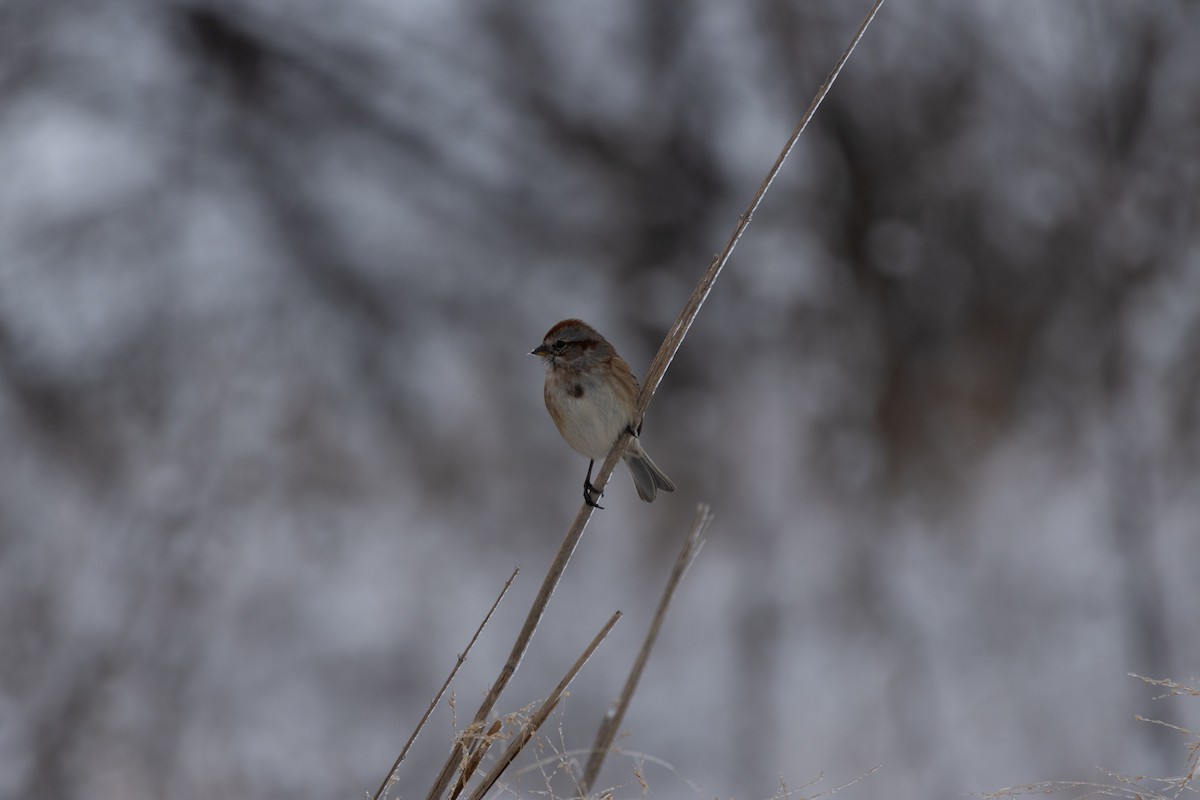 Воробьиная овсянка - ML646060604