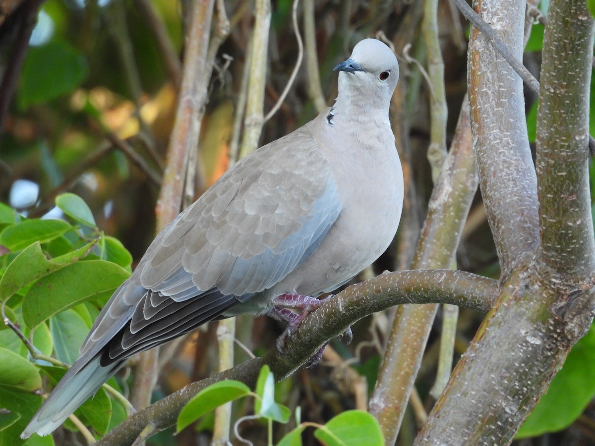 Кольчатая горлица - ML646060605