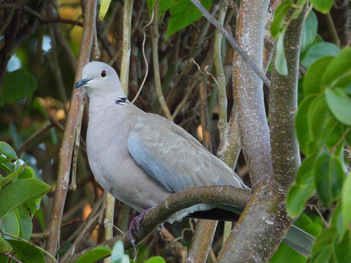 Кольчатая горлица - ML646060606