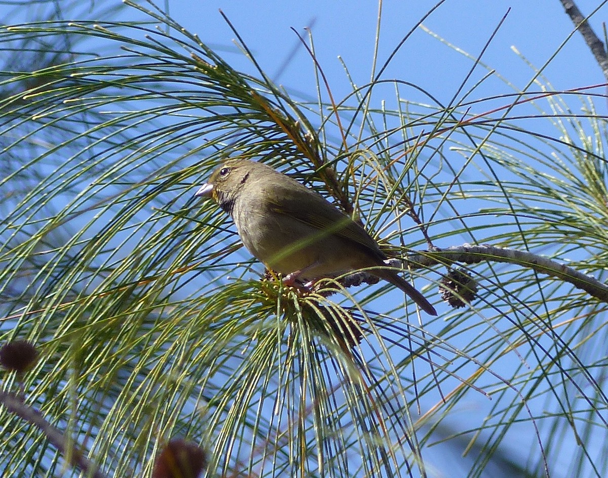 Желтолицый семилеро - ML646060607