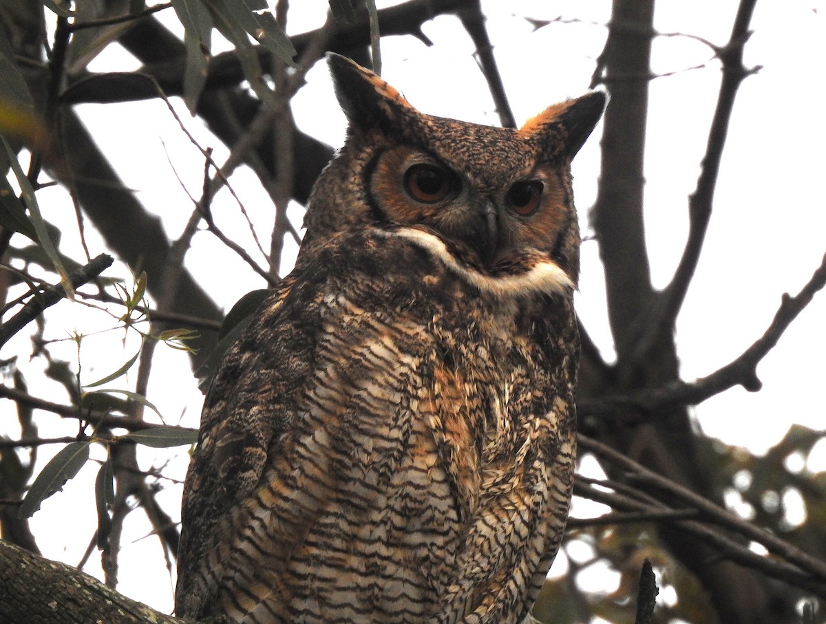 Виргинский филин - ML646060608