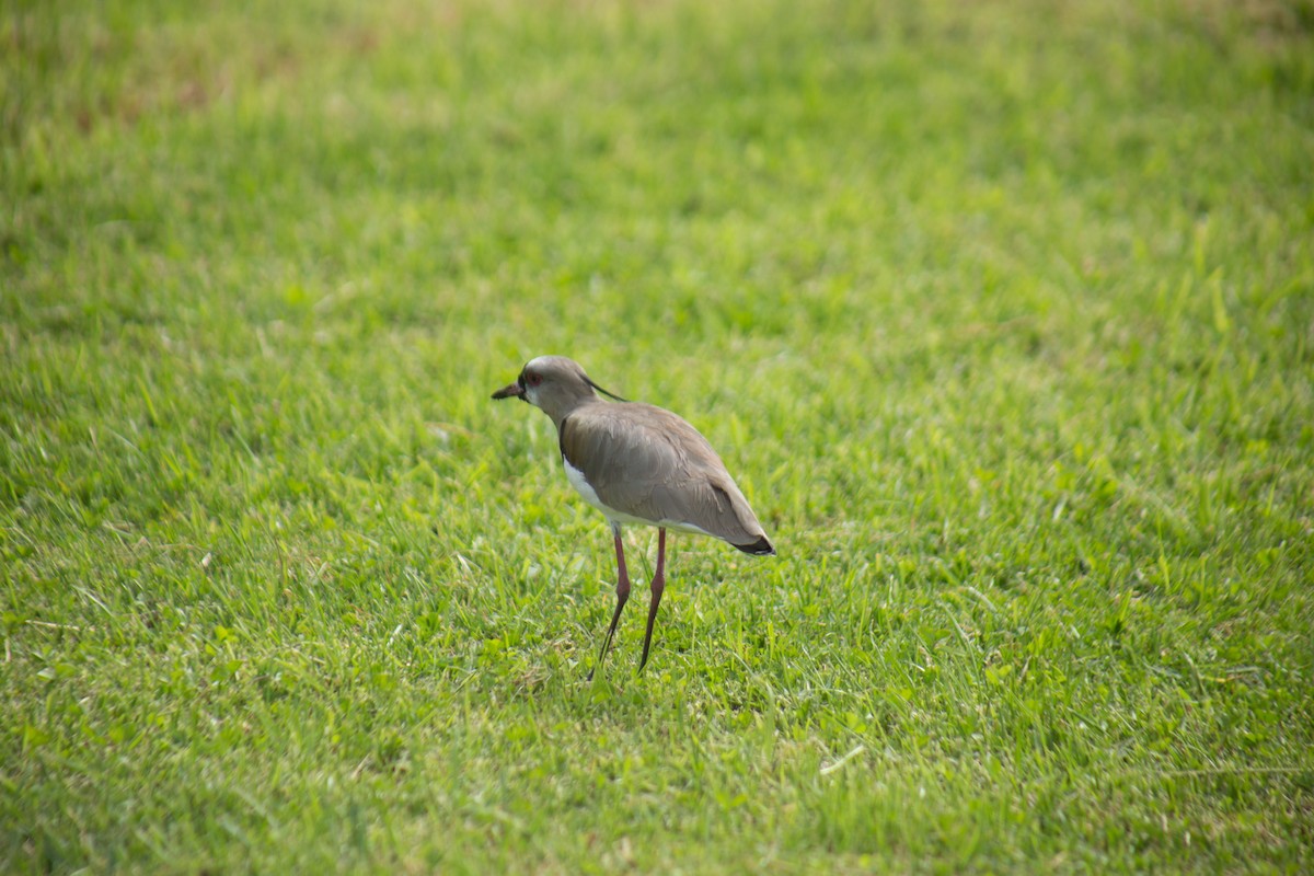 Кайеннский чибис - ML646060609