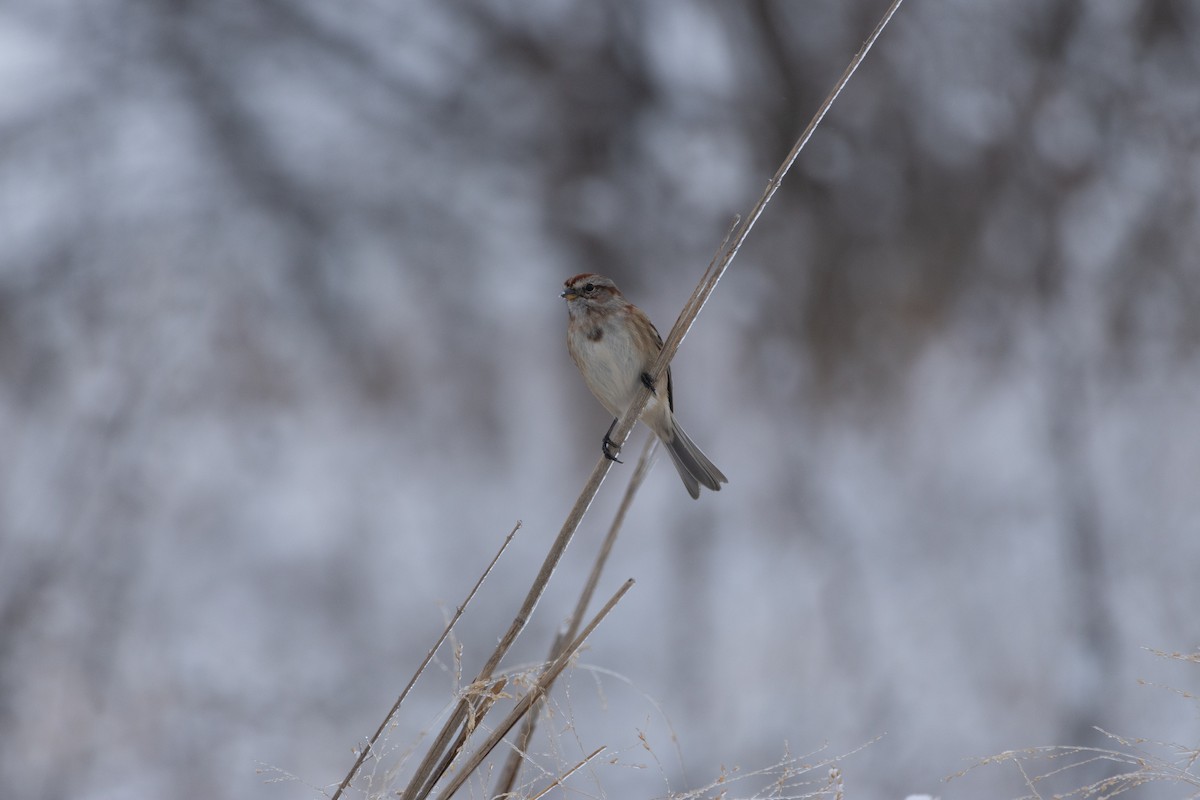 Воробьиная овсянка - ML646060610