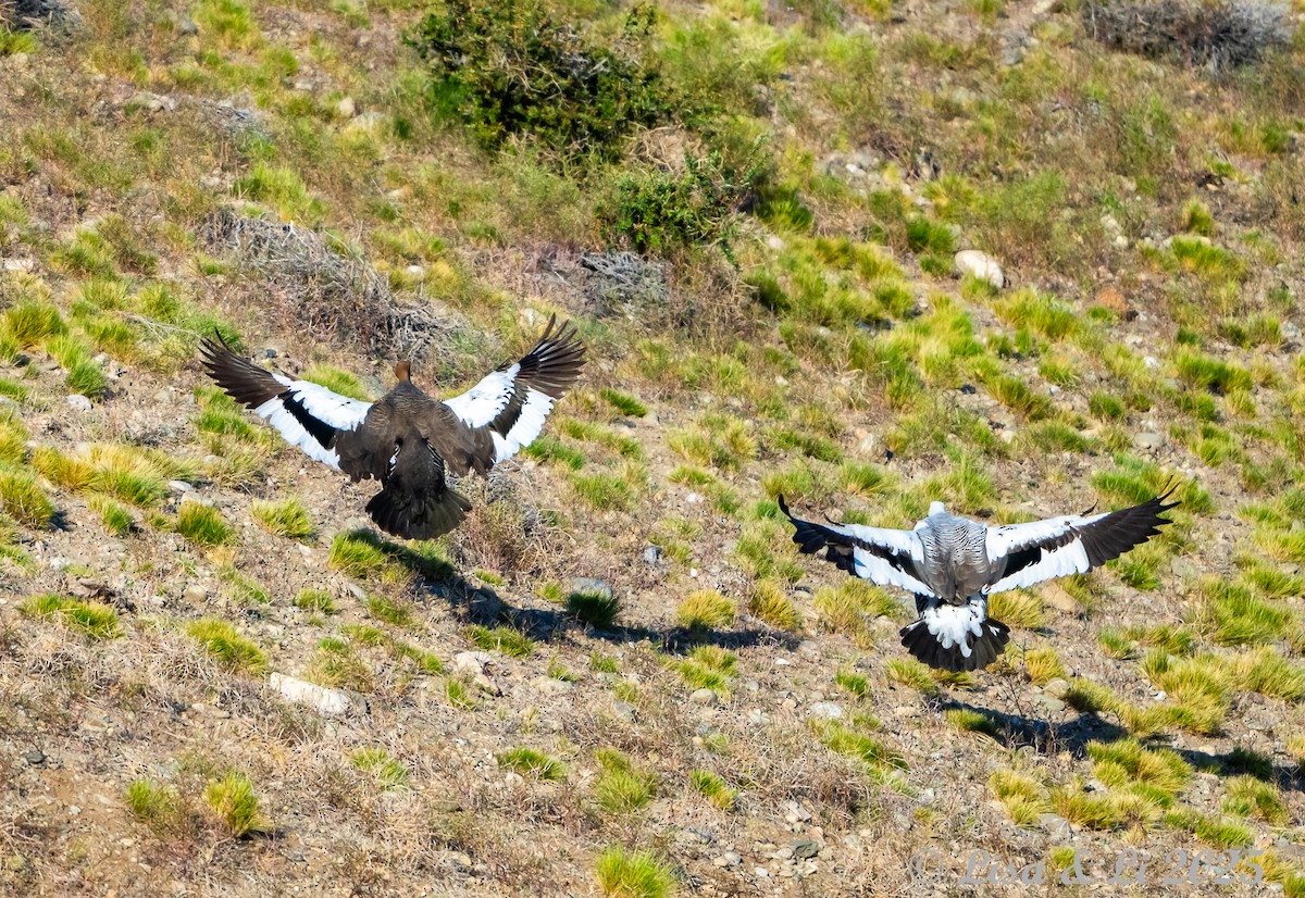 Магелланов гусь - ML646060611
