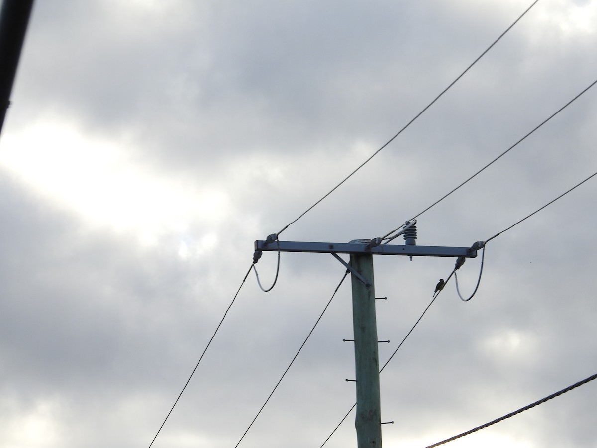 Пегая флейтовая птица - ML646060612