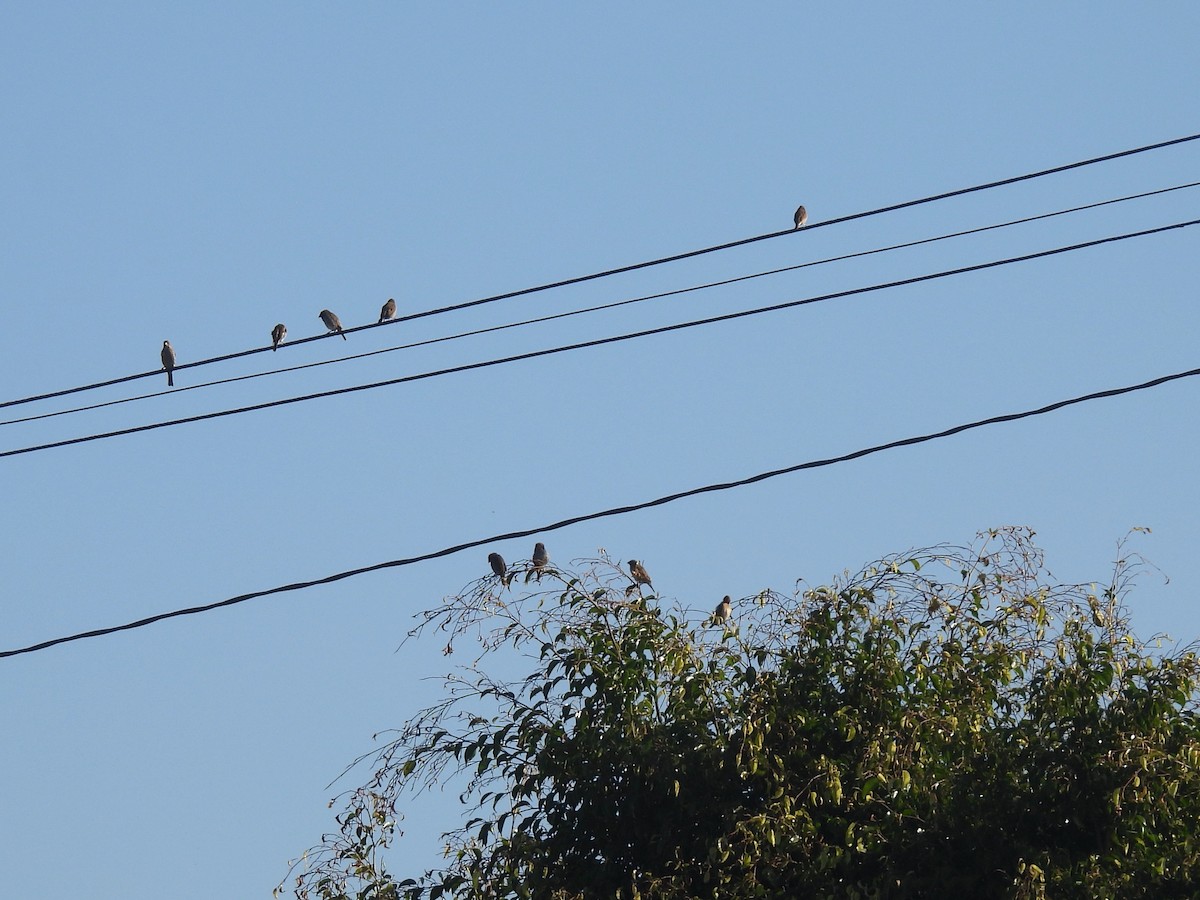 Чешуйчатая муния - ML646060614