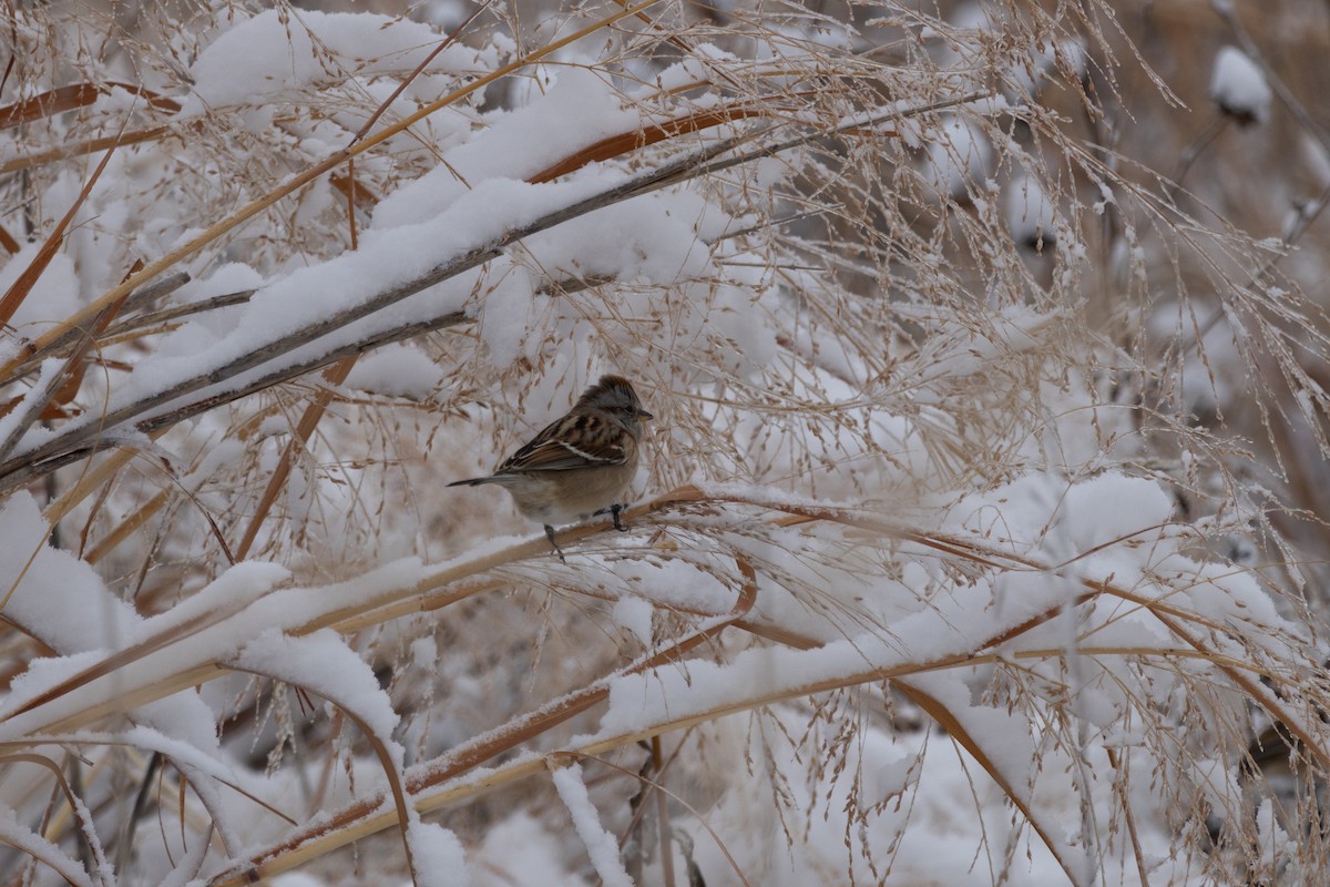 Воробьиная овсянка - ML646060615