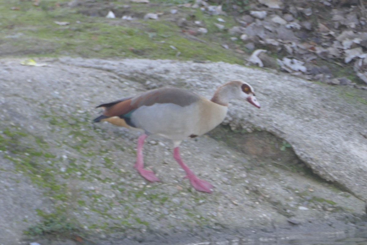 Нильский гусь - ML646060616