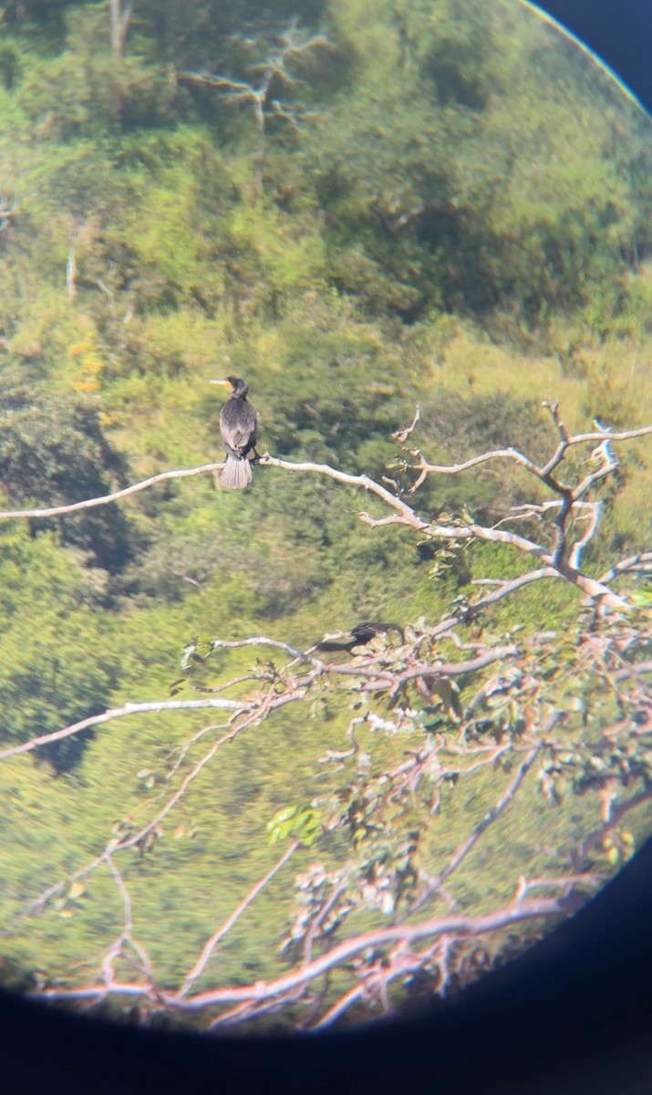 kormorán velký - ML646060617