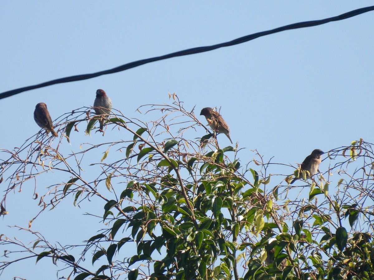 Чешуйчатая муния - ML646060621