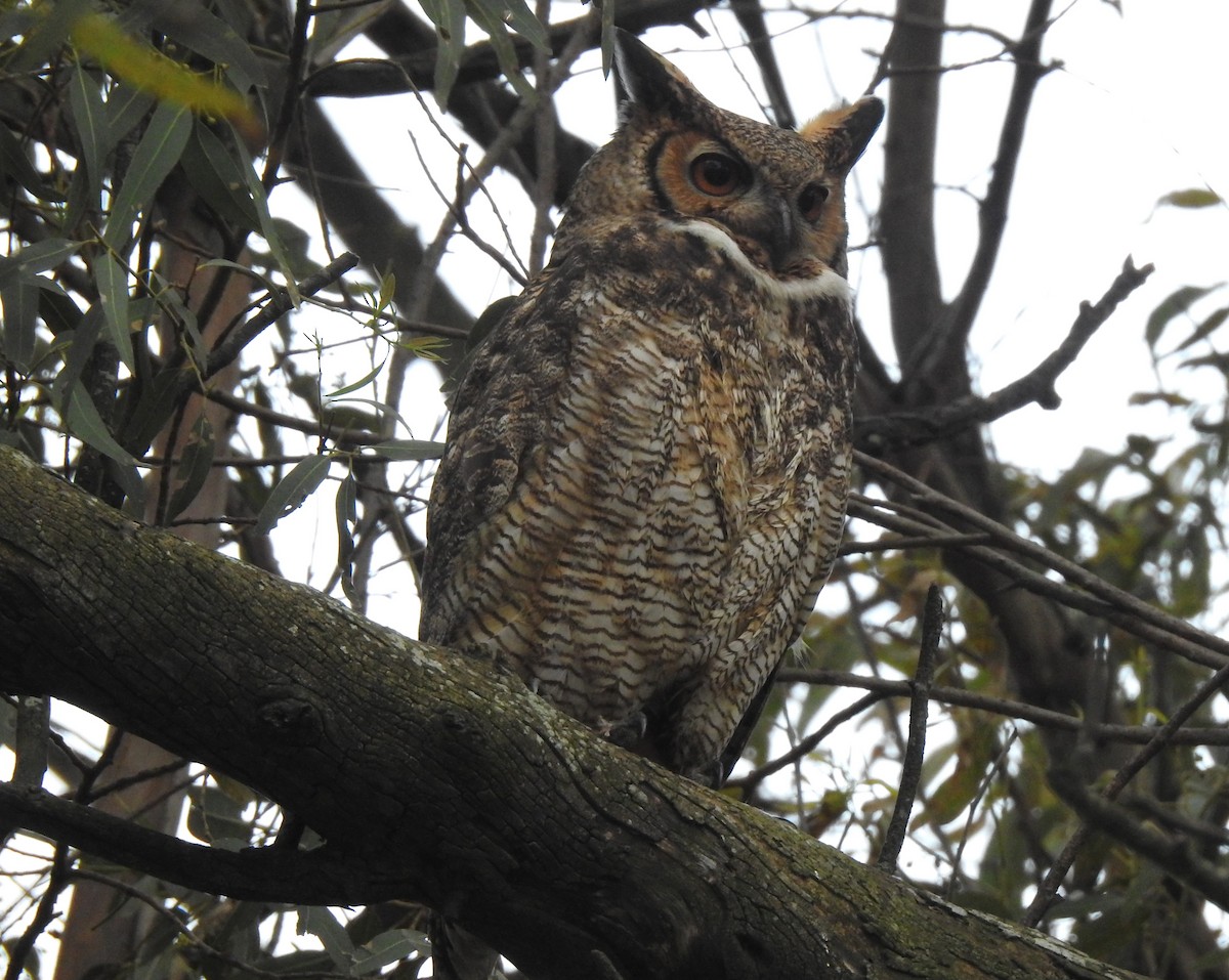 Виргинский филин - ML646060623