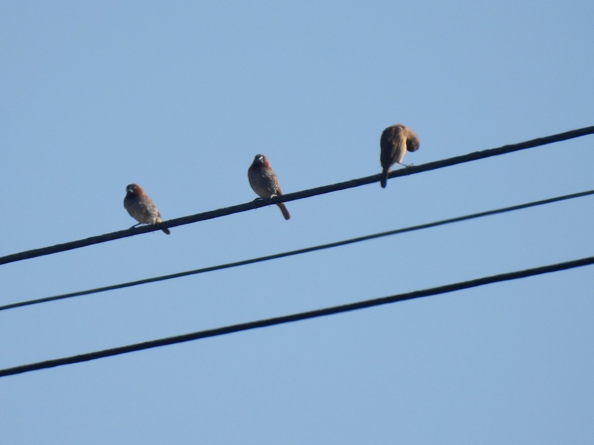 Чешуйчатая муния - ML646060625