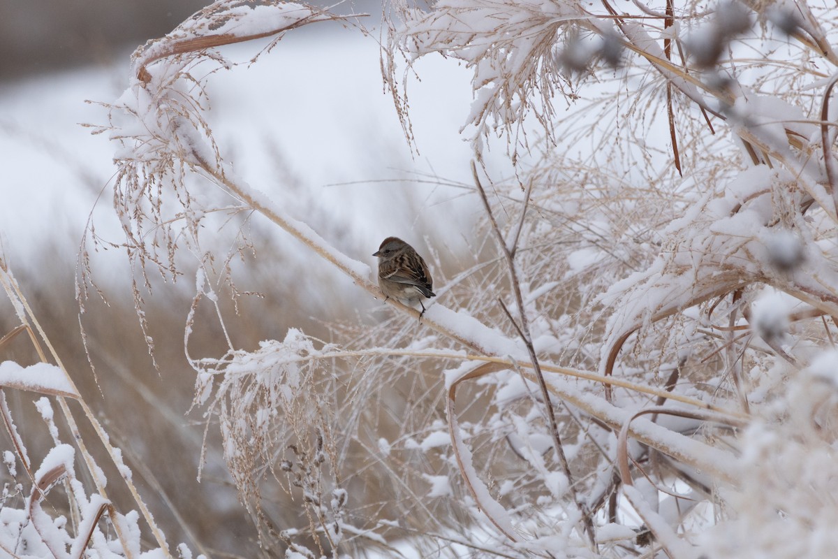Воробьиная овсянка - ML646060627