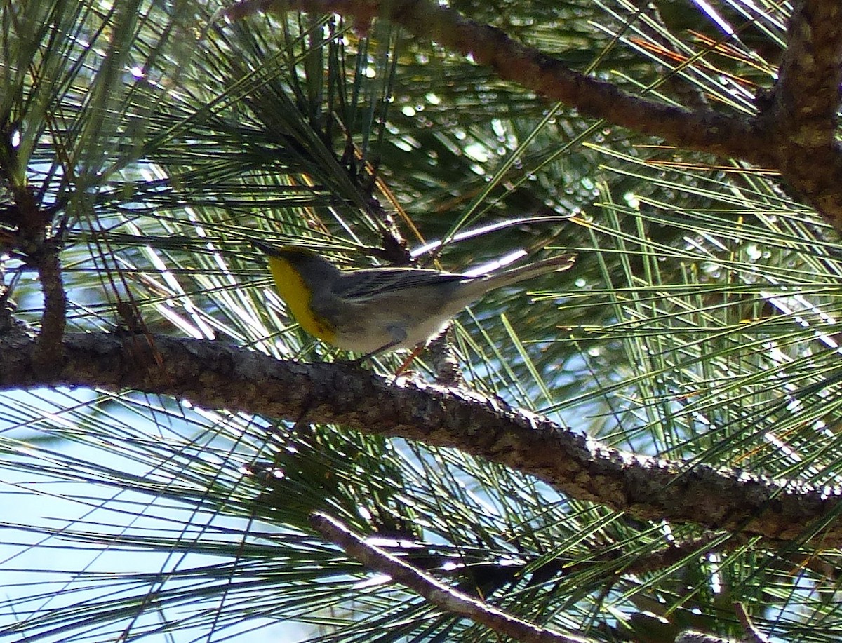 Кубинская древесница - ML646060628