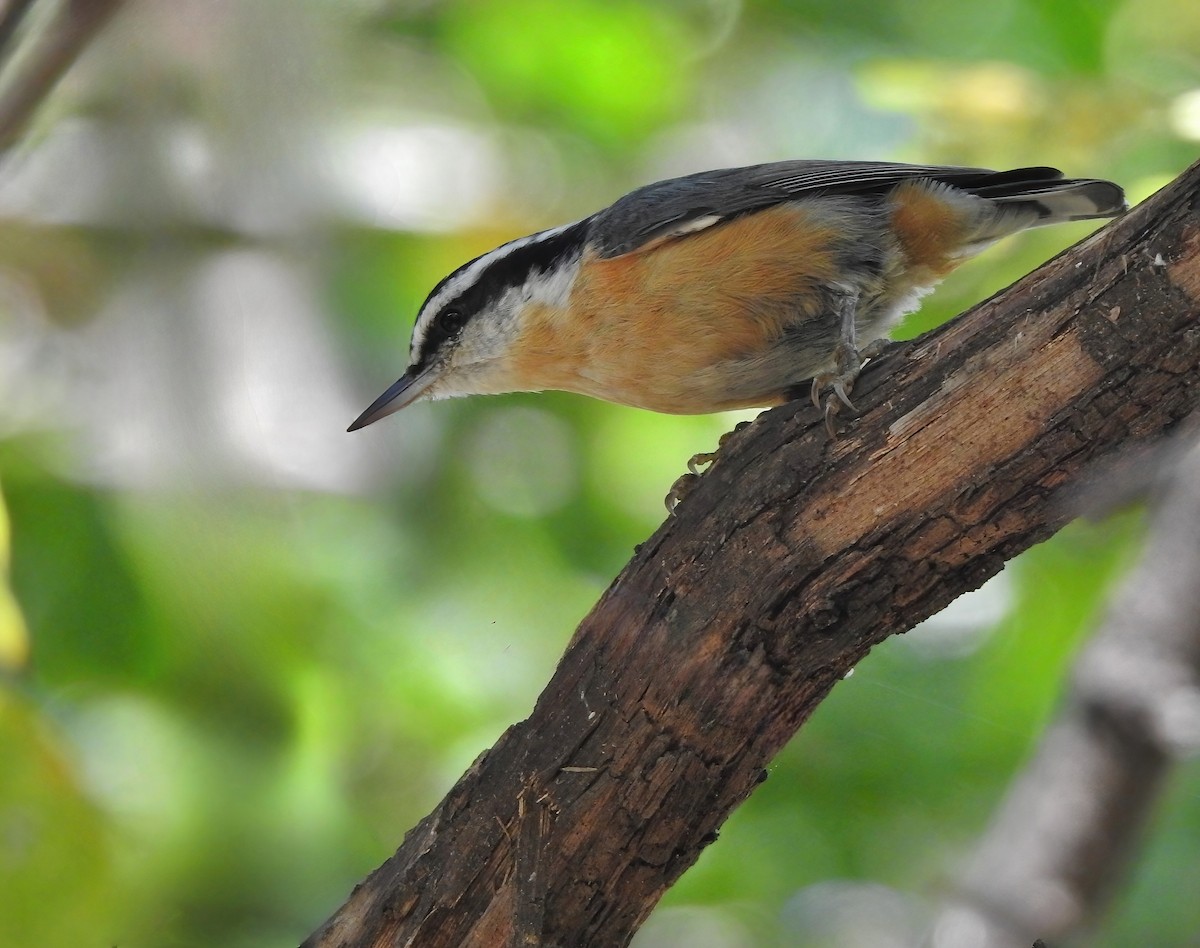 Канадский поползень - ML646060629