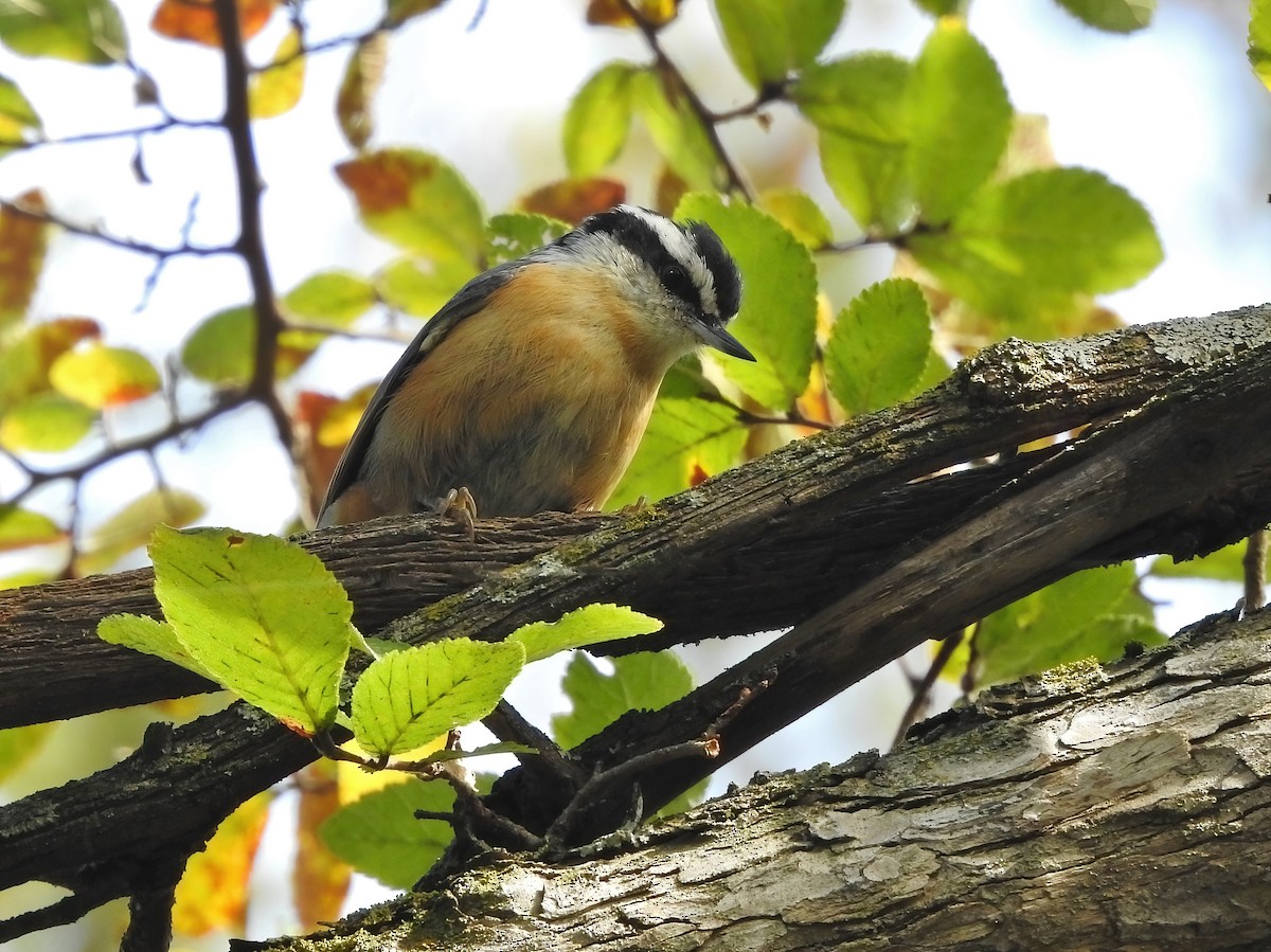 Канадский поползень - ML646060630
