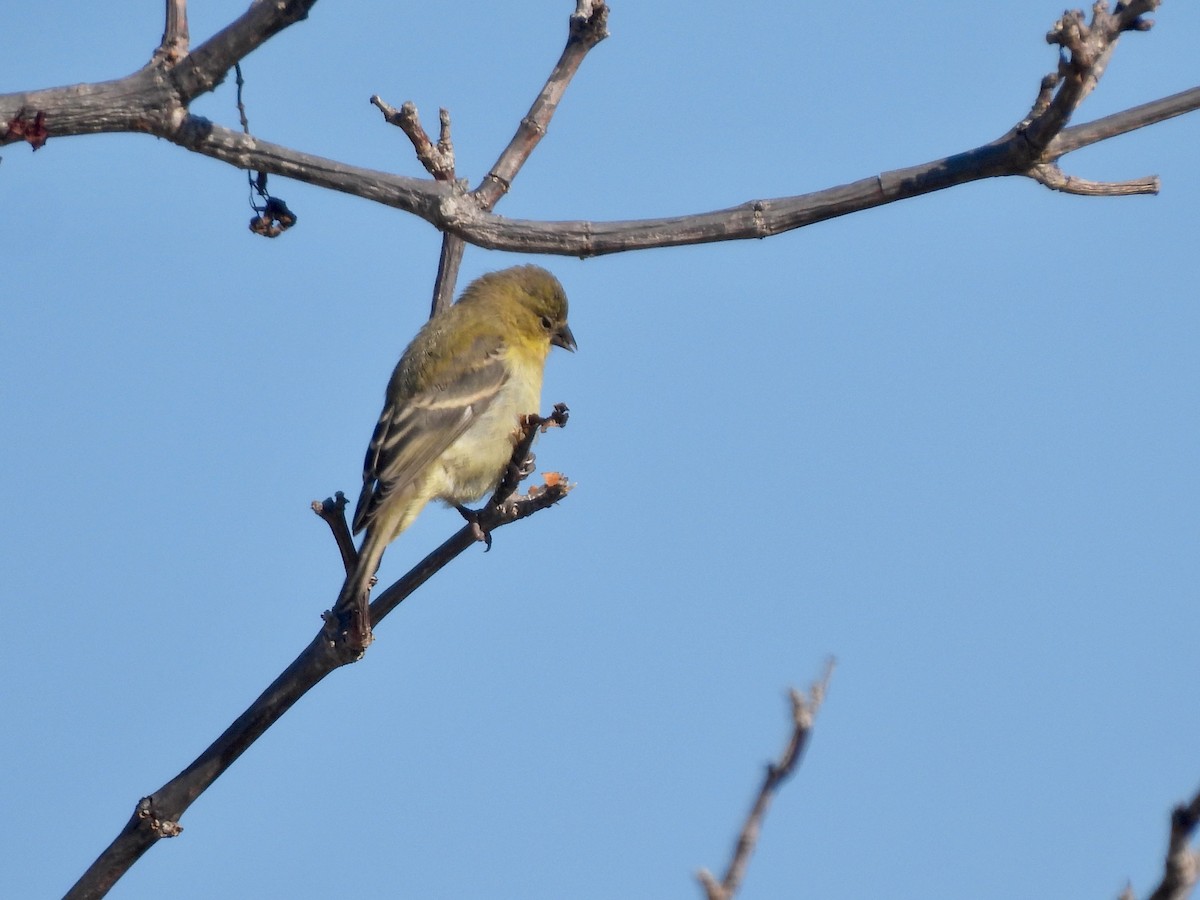 Мексиканский чиж - ML646060635