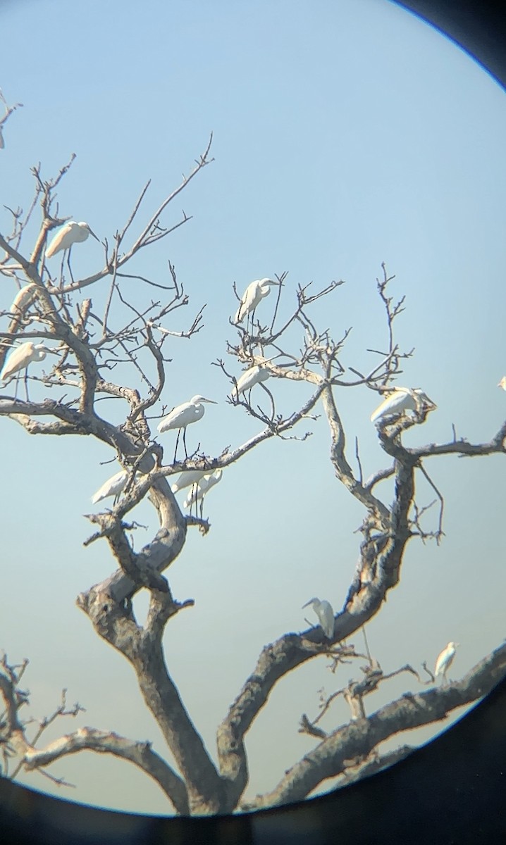 Great Egret - ML646060636