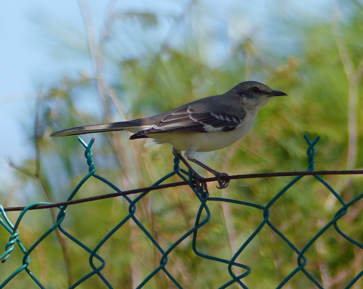 Northern Mockingbird - ML646060641
